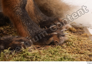 Fox  2 foot 0009.jpg